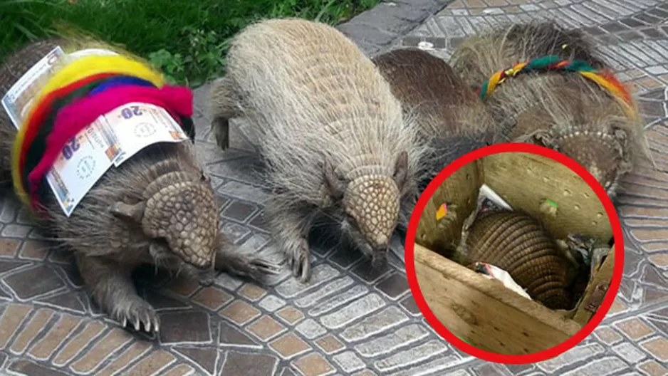 El armadillo andino es una especie amenazada y su comercio no le permite la supervivencia.