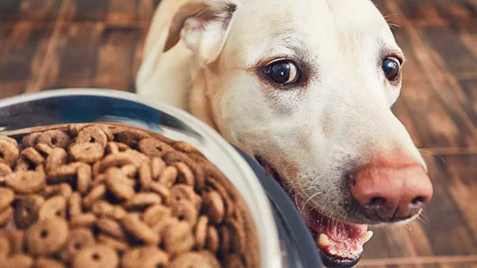 Los perros también presentan problemas de obesidad, a pesar de realizar ejercicio. 