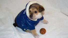 Cómo saber si tu perro tiene gripe o está sufriendo de frío