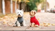 ¿Es bueno ponerle ropa a los perros en invierno?