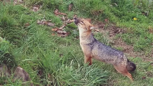 Run Run ingresó a la Granja Porcón, donde es monitoreado por SERFOR.