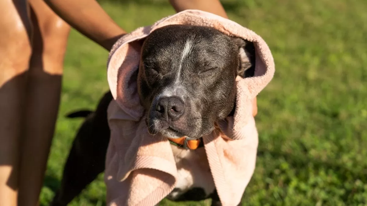 Que el perro no quiera seguir caminado o esté agitado, son primeras señales de que padece ante una ola de calor.