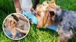 Recomendaciones para aliviar a las mascotas ante una ola de calor.