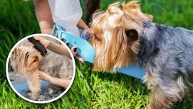 12 parques para perros en Lima donde podrás jugar por horas