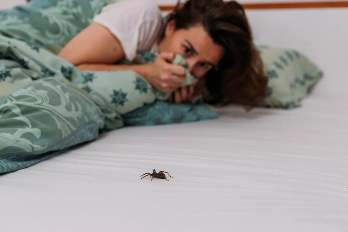 Lo que debes saber sobre la aparición de insectos en tu casa