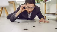 El significado de por qué algunos insectos entran a tu casa