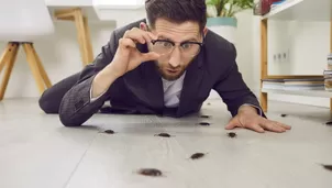 Descubre por qué aparecen insectos en tu casa