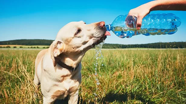 Síntomas de golpe de calor en tu mascota