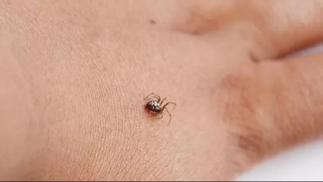 Cómo reconocer una mordedura o picadura de araña