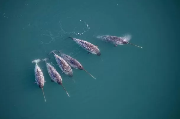 Grupo de narvales en la superficie. (Foto: @CRCiencia)