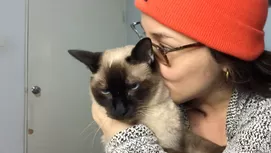 ¿Cómo criar un mini pig en casa y qué cuidados debes tener?