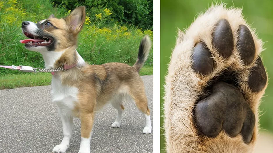 Los perros pueden quemarse las patas en verano