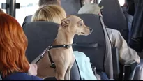 ¿Cuáles son los requisitos para llevar a mi mascota en bus?