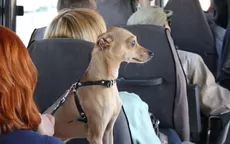 ¿En qué agencia de transporte puedes viajar con tu mascota en un asiento? - Noticias de Diego Bertie
