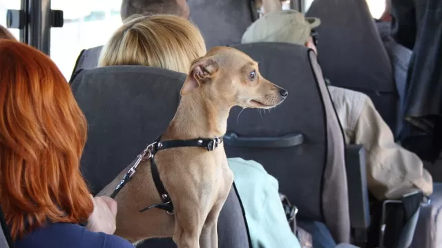 puedo llevar a mi perro a américa