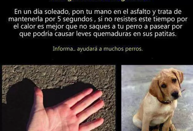 almohadillas de patitas de perro